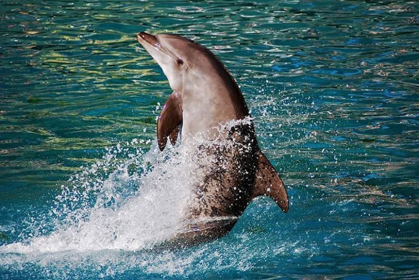 La mayoría de los hechos sorprendentes acerca de los delfines