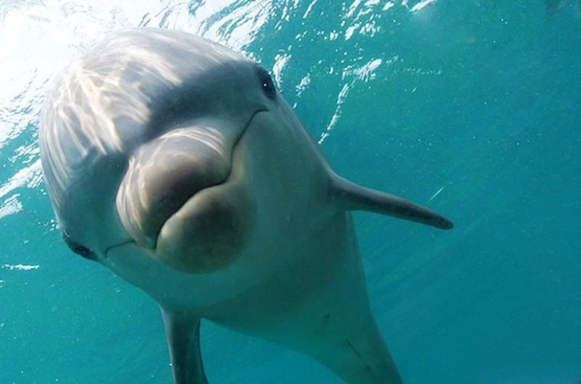 La mayoría de los hechos sorprendentes acerca de los delfines