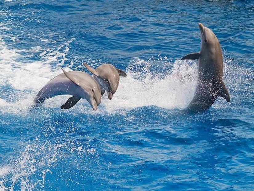 La mayoría de los hechos sorprendentes acerca de los delfines