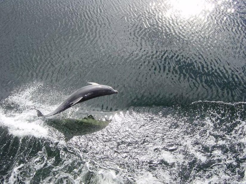 La mayoría de los hechos sorprendentes acerca de los delfines