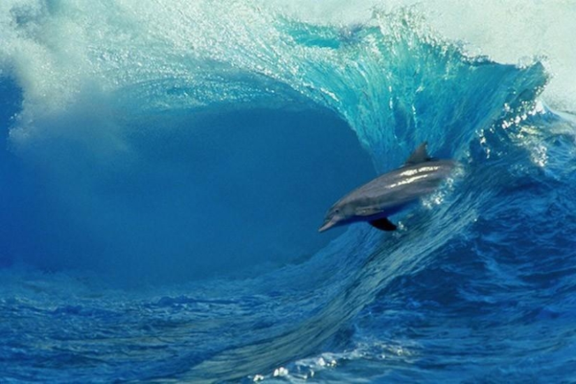 La mayoría de los hechos sorprendentes acerca de los delfines
