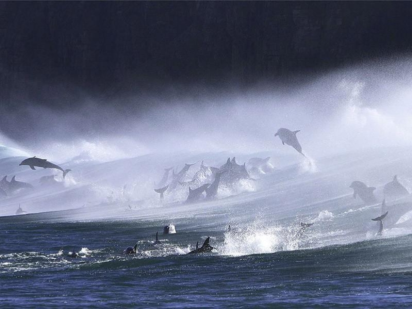 La mayoría de los hechos sorprendentes acerca de los delfines