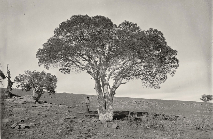 La naturaleza del Salvaje Oeste hace 150 años