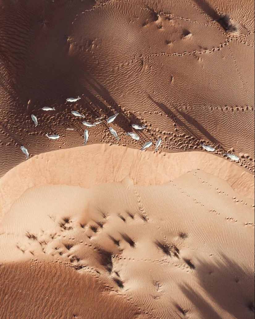 La naturaleza frente a la gente: el fotógrafo filmado desde el avión no tripulado, como el desierto devora a Dubai y Abu Dhabi