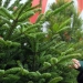La navidad life hacks: 4 maneras de utilizar agujas de pino duchado La navidad life hacks: 4 maneras de utilizar agujas de pino duchado