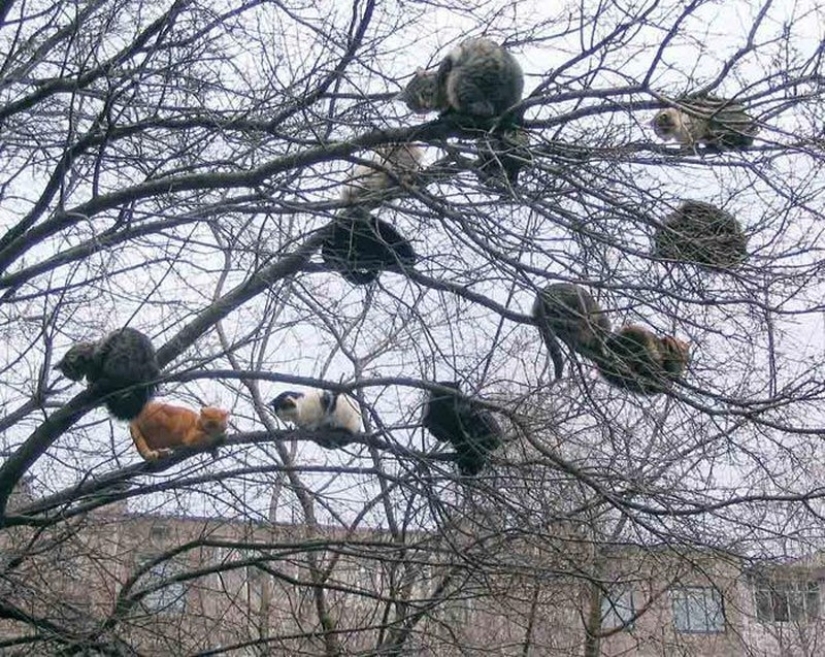 La primavera está aquí — los gatos han llegado! La primavera está aquí — los gatos han llegado!