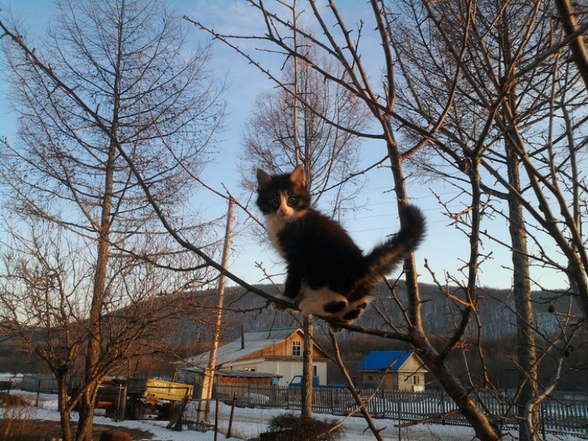 La primavera está aquí — los gatos han llegado! La primavera está aquí — los gatos han llegado!
