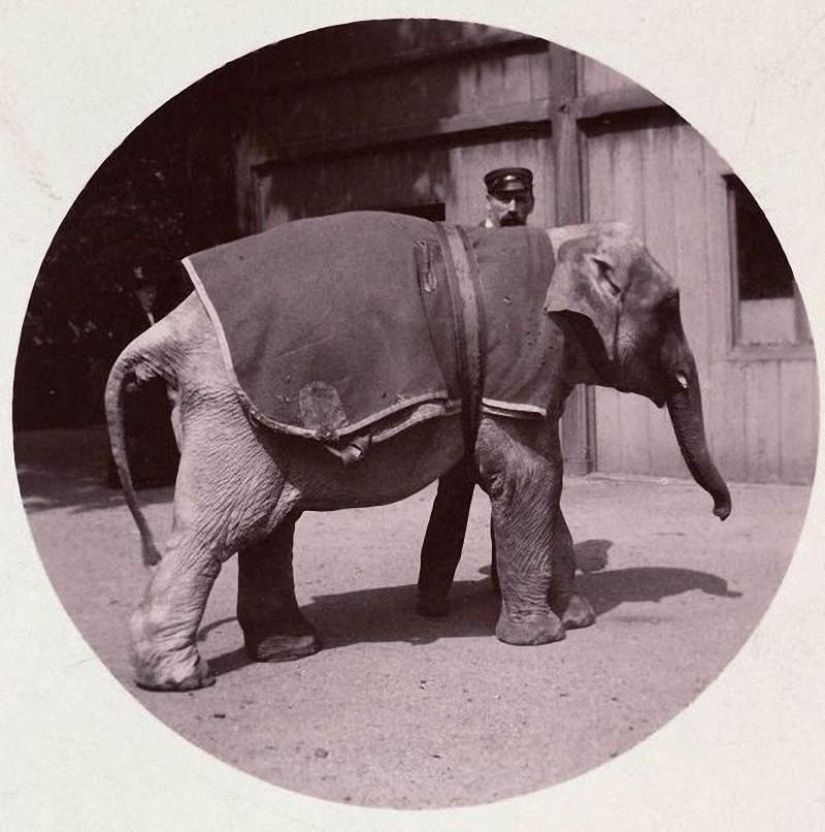 La primera cámara compacta Kodak Nº 1: Instagram del siglo XIX La primera cámara compacta Kodak Nº 1: Instagram del siglo XIX