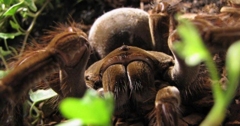 La tarántula Goliat, la araña más grande del planeta