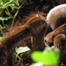 La tarántula Goliat, la araña más grande del planeta La tarántula Goliat, la araña más grande del planeta