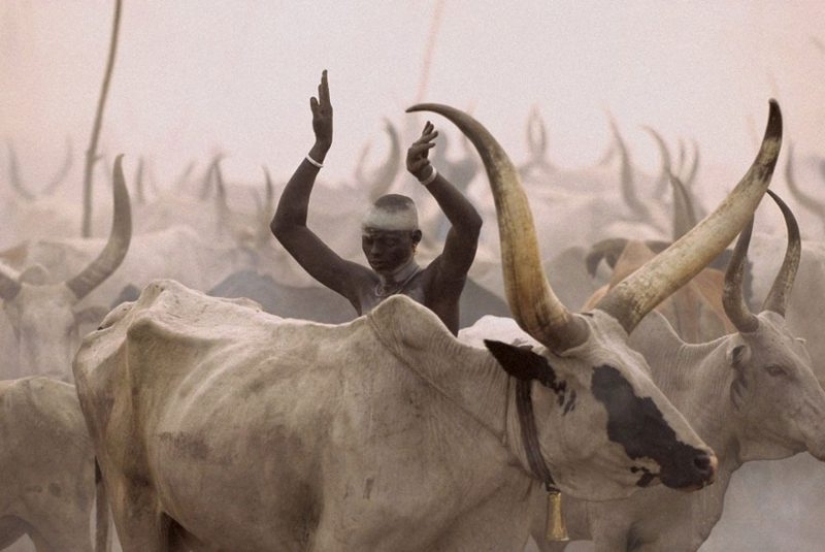 La vida cotidiana del pueblo dinka de África: mujeres que no reconocen la ropa, cáncer derrotado y búfalos