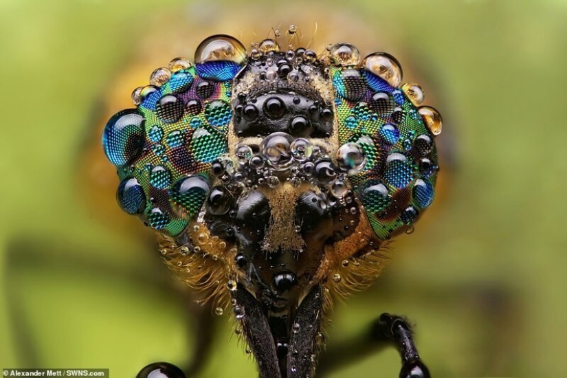 La vida de los insectos: increíble fotografía macro por Alexander Mette La vida de los insectos: increíble fotografía macro por Alexander Mette
