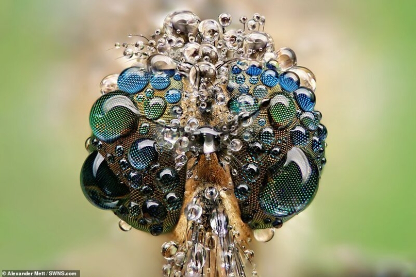 La vida de los insectos: increíble fotografía macro por Alexander Mette La vida de los insectos: increíble fotografía macro por Alexander Mette