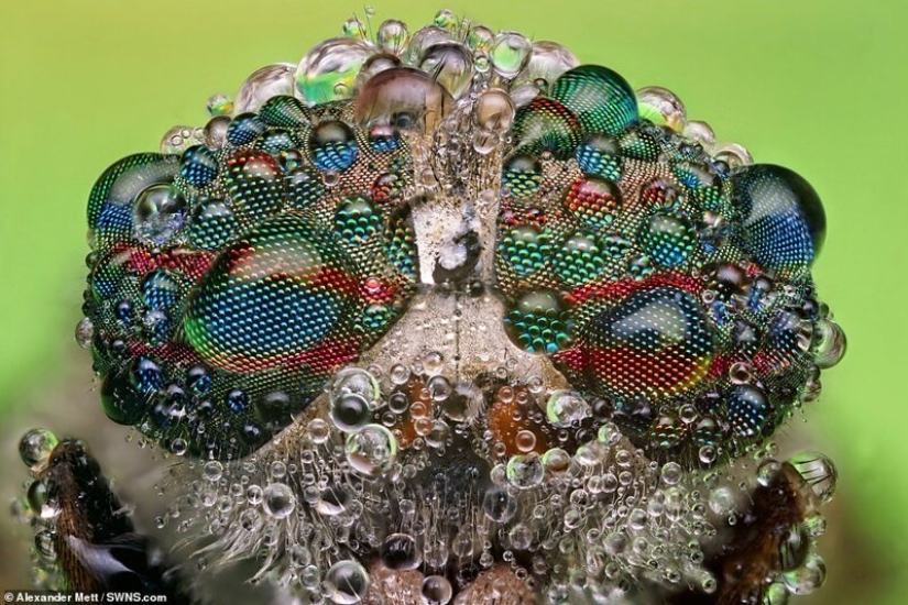 La vida de los insectos: increíble fotografía macro por Alexander Mette La vida de los insectos: increíble fotografía macro por Alexander Mette