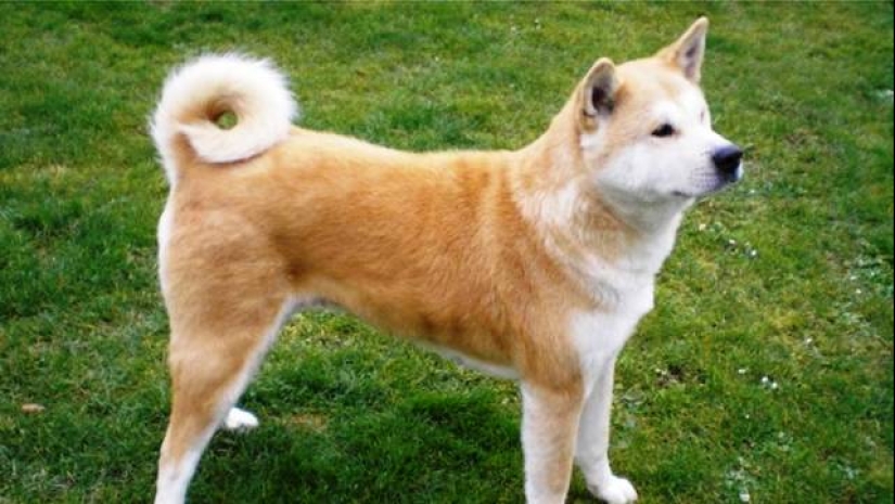 Las 25 razas de perros más peligrosas Las 25 razas de perros más peligrosas