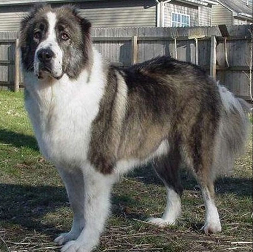 Las 25 razas de perros más peligrosas Las 25 razas de perros más peligrosas