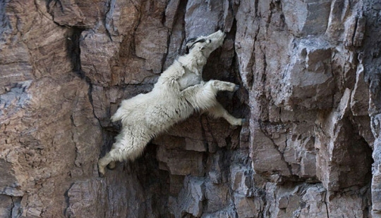 Las cabras, que conoce el miedo a las alturas