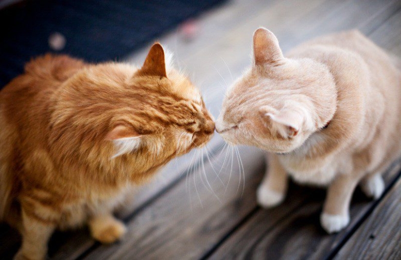 Las feromonas de los seres humanos y los animales: ¿existe el amor a primera olor