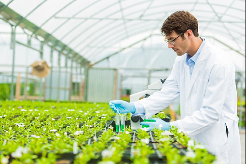 Las plantas de interior purifican el aire interior Las plantas de interior purifican el aire interior
