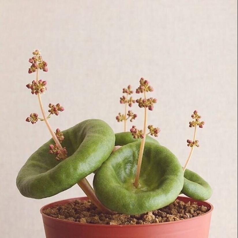 Las plantas exóticas: 30 más extraña de las plantas suculentas