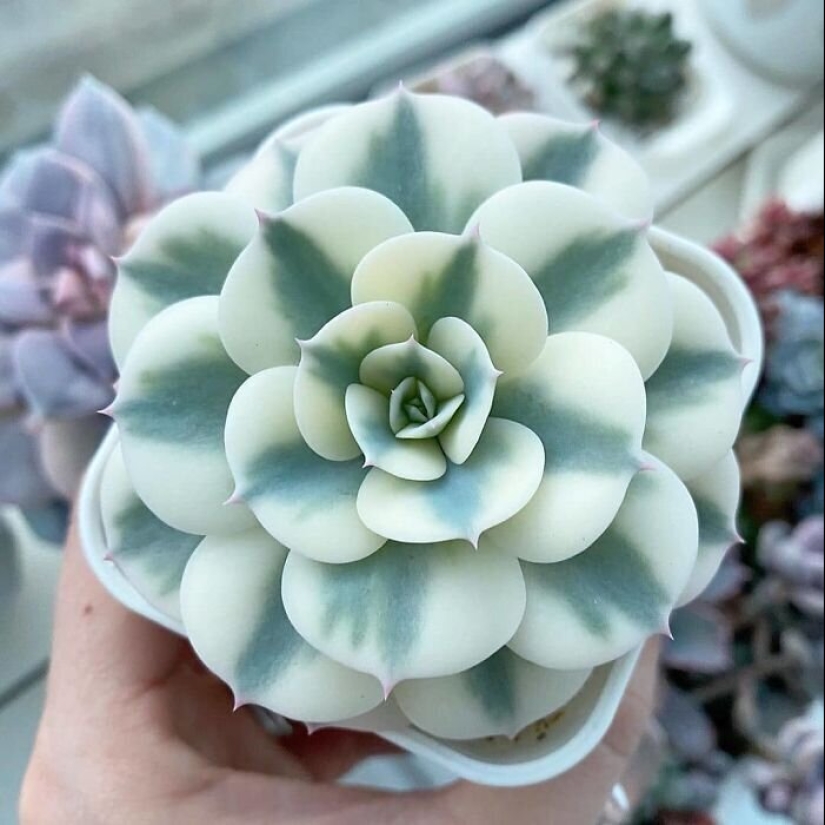 Las plantas exóticas: 30 más extraña de las plantas suculentas