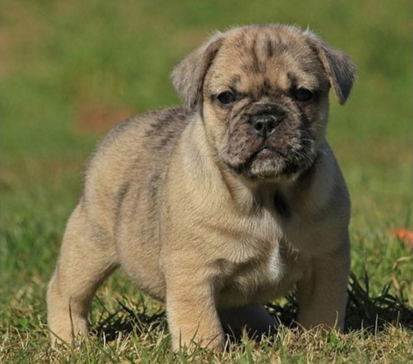 Las razas de perros más inusuales Las razas de perros más inusuales