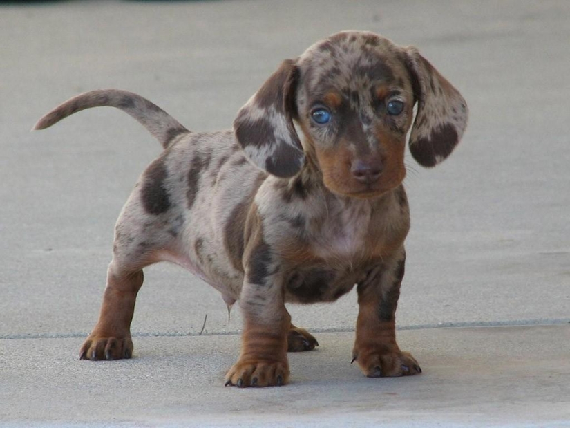 Las razas de perros más inusuales Las razas de perros más inusuales