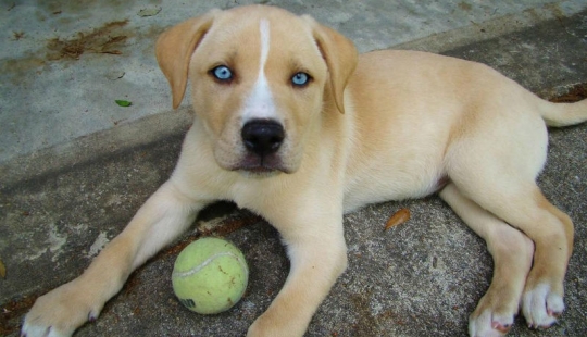 Las razas de perros más inusuales