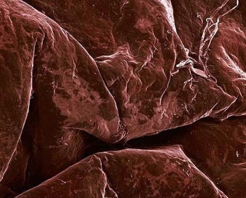 Las tabletas, Cola, papel: fotos macro de objetos familiares que te sorprenderá