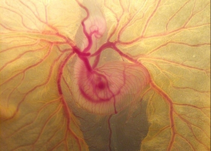 Las tabletas, Cola, papel: fotos macro de objetos familiares que te sorprenderá