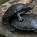"Las tortugas son muy fuerte compañero. Muy" y otras revelaciones de los trabajadores del zoológico acerca de los animales "Las tortugas son muy fuerte compañero. Muy" y otras revelaciones de los trabajadores del zoológico acerca de los animales