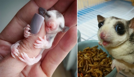 Las zarigüeyas son los animales más dulces del mundo