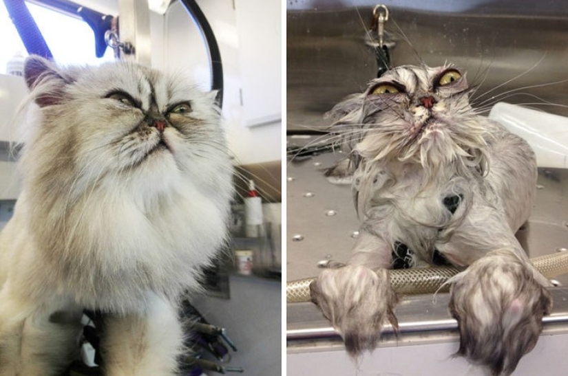 Lavados e insultados: 8 gatos que se bañaron