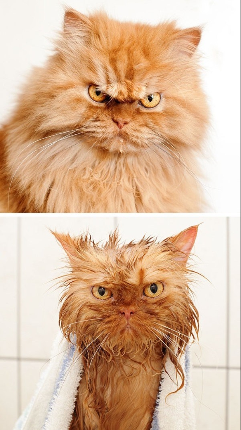 Lavados e insultados: 8 gatos que se bañaron