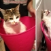 Lavados e insultados: 8 gatos que se bañaron Lavados e insultados: 8 gatos que se bañaron