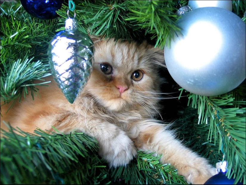 ¿Le pusiste un árbol de Navidad al gato?