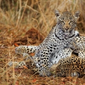 Leopardos africanos en fotografías de Greg du Toit Leopardos africanos en fotografías de Greg du Toit