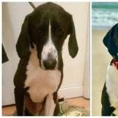 Lágrimas en los ojos: 22 fotos de animales antes y después de encontrar su hogar Lágrimas en los ojos: 22 fotos de animales antes y después de encontrar su hogar