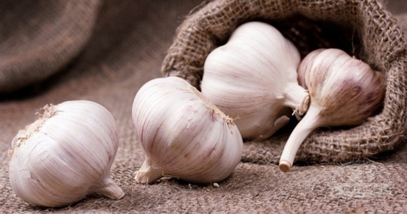 "Like the devil from incense": how did this phrase appear and what other smells are the evil spirits afraid of "Like the devil from incense": how did this phrase appear and what other smells are the evil spirits afraid of