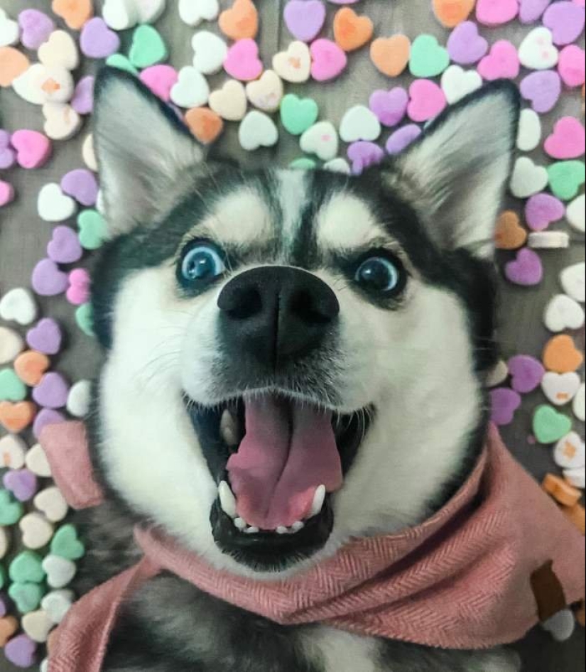 Lindos huskies en miniatura de kli-kai que viven en Alaska