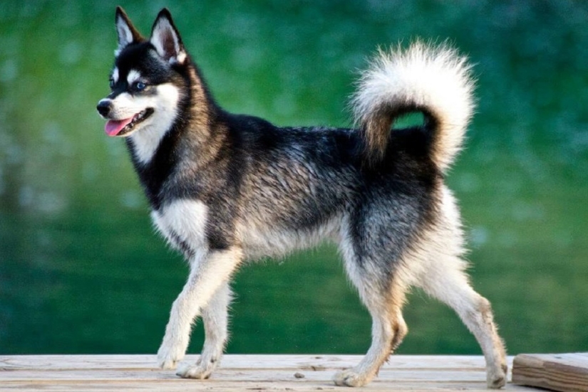 Lindos huskies en miniatura de kli-kai que viven en Alaska