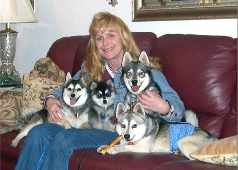 Lindos huskies en miniatura de kli-kai que viven en Alaska