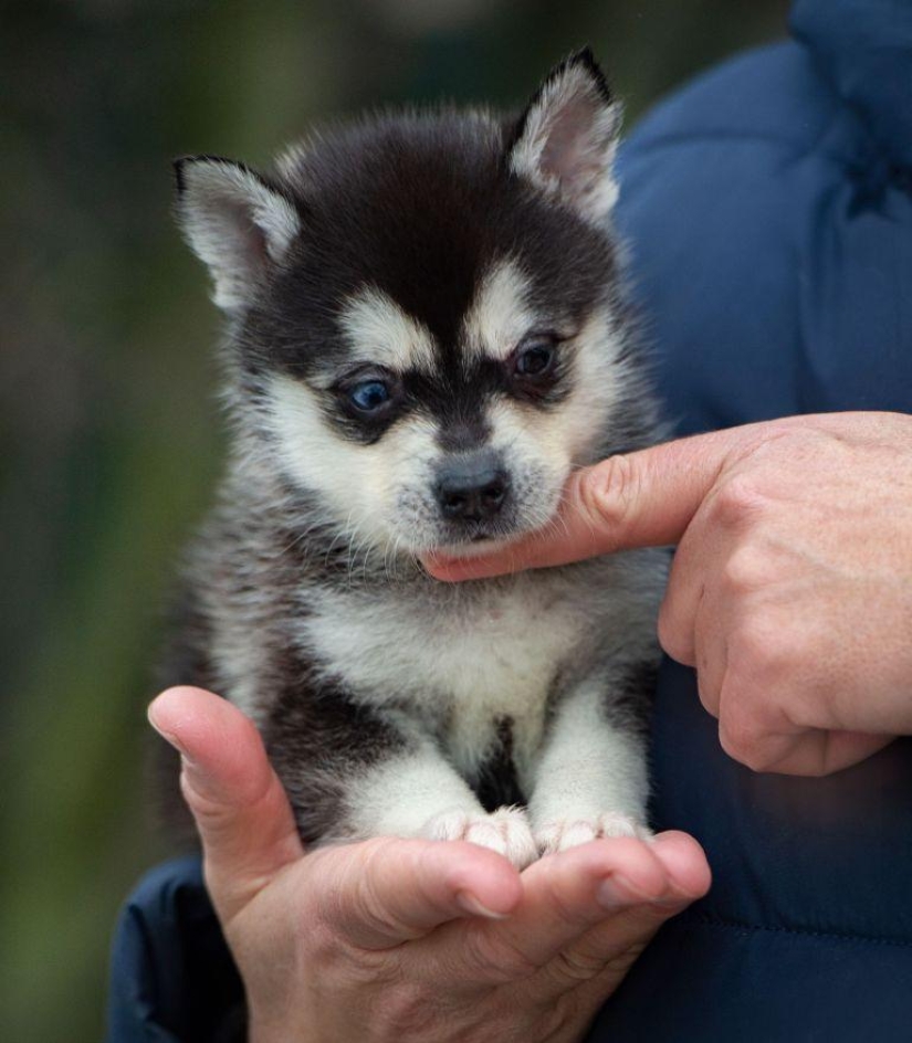 Lindos huskies en miniatura de kli-kai que viven en Alaska