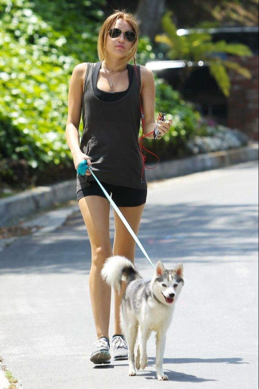 Lindos huskies en miniatura de kli-kai que viven en Alaska