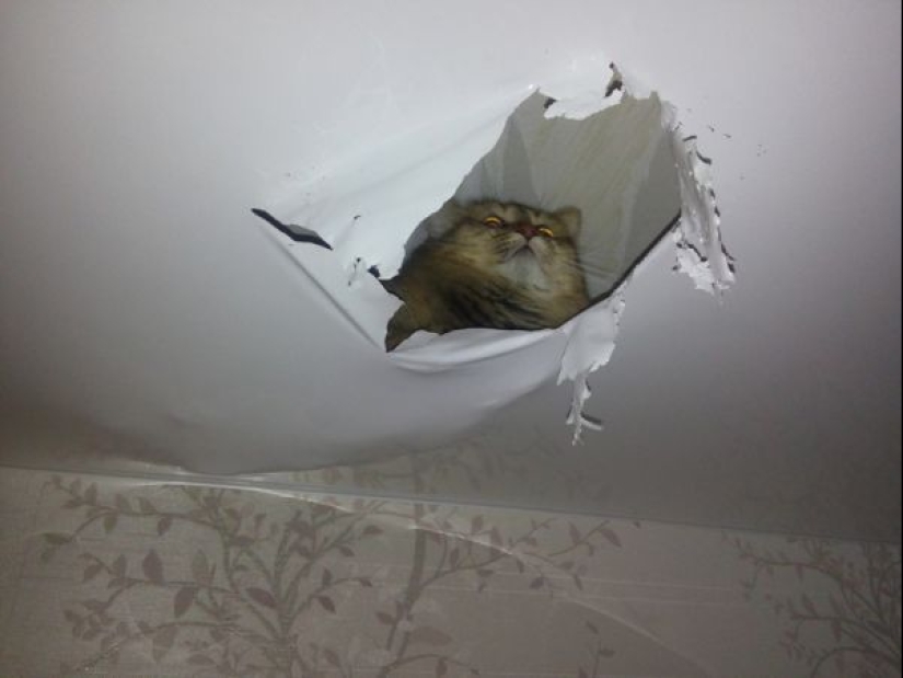 Llenó de nuevo de los vecinos? Epic fotos que te harán pensar en mudarse a una casa privada Llenó de nuevo de los vecinos? Epic fotos que te harán pensar en mudarse a una casa privada