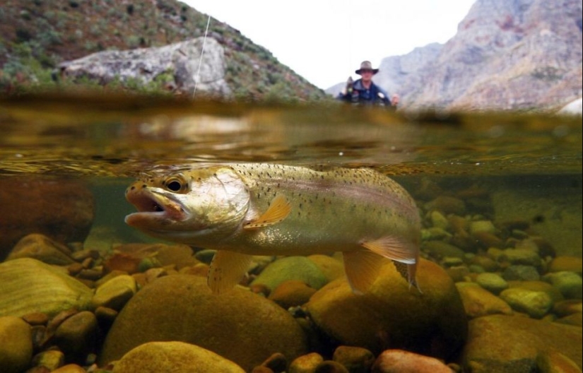 Lo que se esconde bajo el agua: 34 fotos increíbles