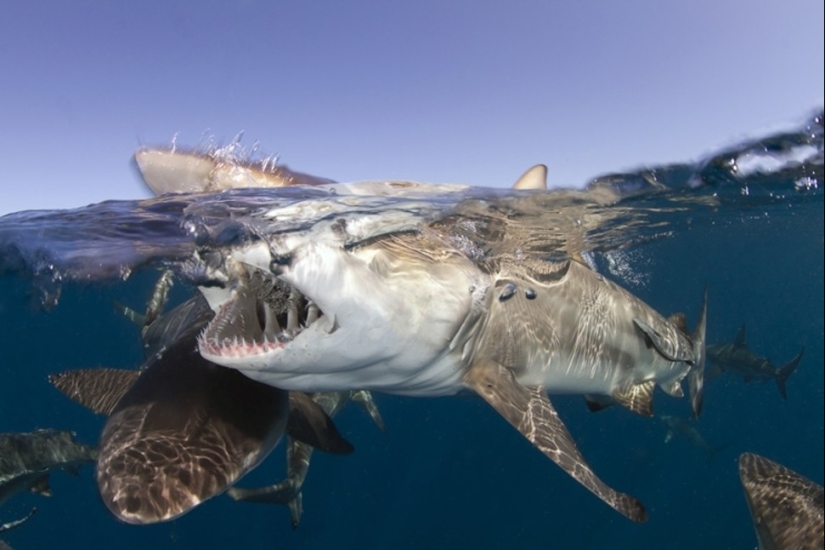Lo que se esconde bajo el agua: 34 fotos increíbles