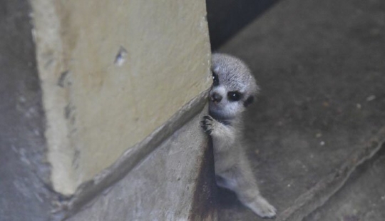 Loading dose of fluffy minimisethe: family of meerkats from Japan