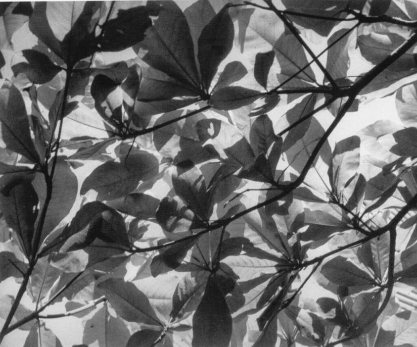 Lola Alvarez Bravo - Fotografía mexicana en manos femeninas Lola Alvarez Bravo - Fotografía mexicana en manos femeninas