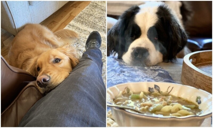 Looks right into the soul: 30 dogs who beg for food from their owners Looks right into the soul: 30 dogs who beg for food from their owners